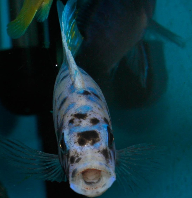 Maylandia zebra 'Mitande Reef (Rocks)'